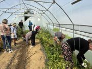 U saradnji sa CMZ Travnik i Udruženjem ”Sreća za sve” održana radno-okupacionu aktivnost u plastenicima
